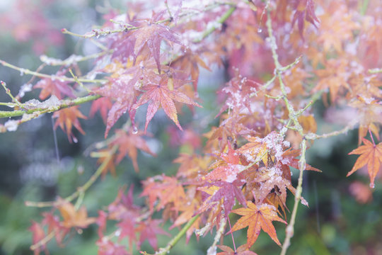 初雪に彩られた東京の紅葉　その3