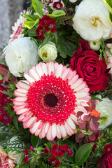 Two color gerbera