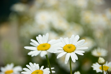 white daisy flowers closeup