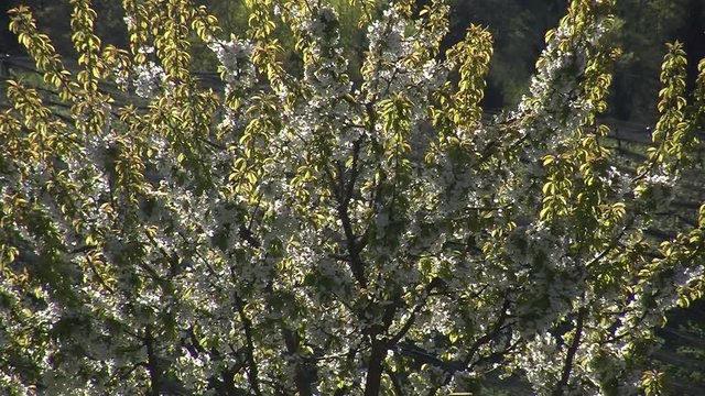 Die mit Blüten und Blättern ausgefüllten Äste dieses Baumes bewegen sich im Wind