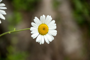 Fototapeta premium white daisy flowers closeup