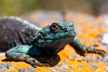 Portrait of relaxed Southern rock agama taking a sunbath