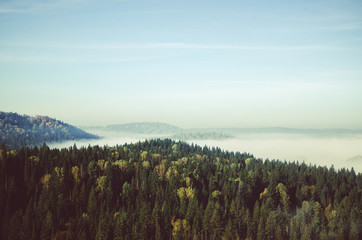 thick morning mist in coniferous forest. coniferous trees, thickets of green forest.