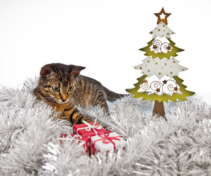 christmas cat with a christmas tree and present