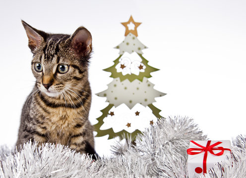 christmas cat with a christmas tree and present