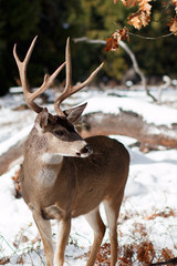Deer buck with large antlers in snow