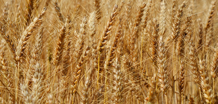 Background image of ripe wheat ears.