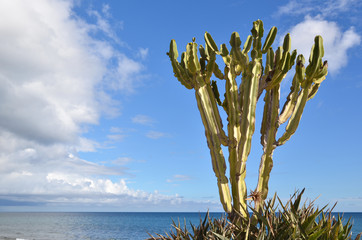 Cactus plant by the coast