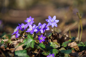 Shiny blue anemones