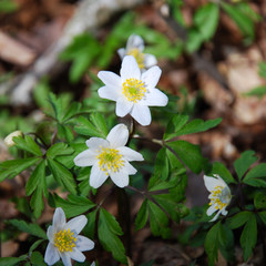 Springtime wind-flowers