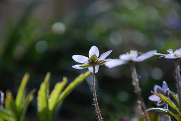 Backlit Hepatica closeup