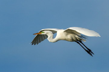 Obraz premium Great Egret (Ardea alba) in flight