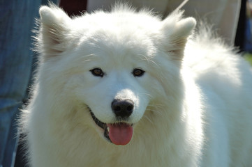 Biały owczarek szwajcarski