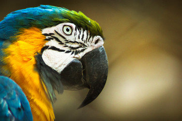 Macaw on close-up