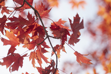 Maple leaves in Autumn, Cooperstown, New York, USA