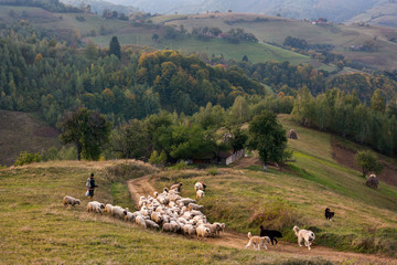 Evening sunset on mountain hills of Simon village. Bran.