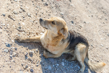 a stray dog on the road in the summer 