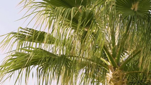 Palm trees are moving in the wind. Summer time climate makes traveling twice more enjoyable. Modern visual camera effects