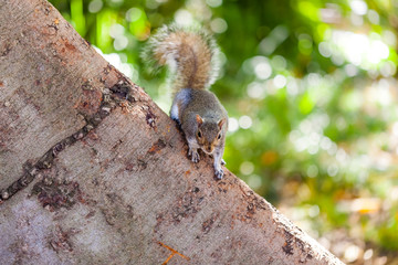 Squirrel ready for attack
