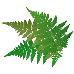 Fern leaves. Vector.