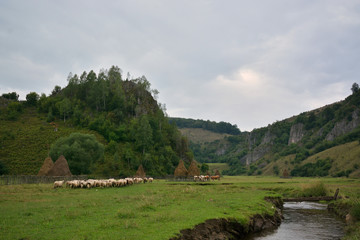 mountain landscape in summer morning - Fundatura Ponorului, Romania