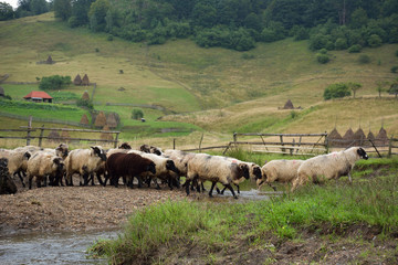 mountain landscape in summer morning - Fundatura Ponorului, Romania