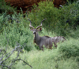 Nyala Bull Antelope