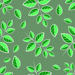 Branches of green lacy leaves. Pattern