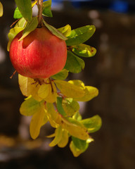 pomegranite in the sunflight
