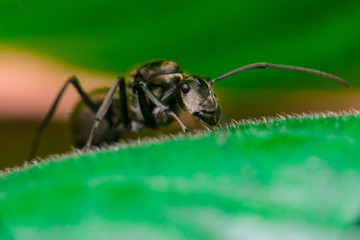 Male Worker Golden Weaver Ant (Polyrhachis dives) with three Ocelli, the simple eyes on its head, crawling on a leaf