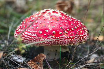 Amanita muscaria (Fly Agaric or Fly Amanita) Poisonous mushroom fungus toadstools in forest Bright red mushroom growing top view macro photo Close-up picture of Amanita in nature toxic mushroom fungus