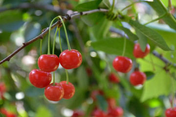 red cherry on tree