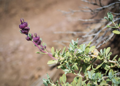 Wildflower at Smith Rock State Park