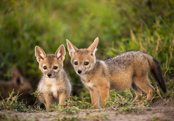 Naklejka na ściany i meble Two cute baby black backed jackal cubs stand near their den in Kenya looking at viewer
