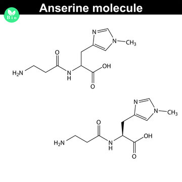 Anserine peptide molecule