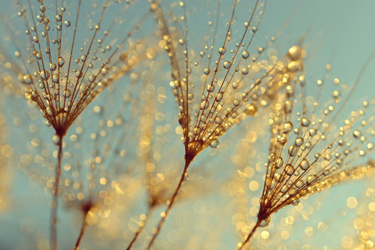 Fototapeta Dew drops on a dandelion seeds at sunrise close up.