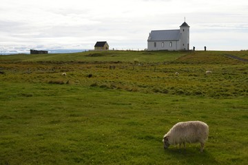 Fototapeta premium Kirche mit Schaf auf Flatey (Island)