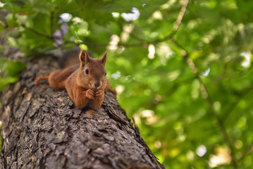 Das lustige Eichhörnchen auf dem Baum.