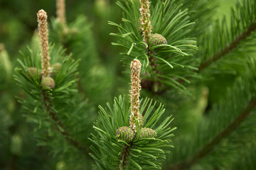 Pinecone. Nature background.