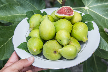 Plate full of ripe fig fruits in man's hand.