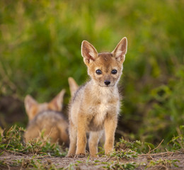 An adorable new born baby black backed jackal cub stands staring at viewer near his den