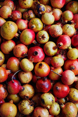 High angle view of ripe red organic pomegranates in crate