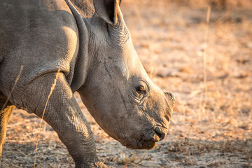 Obraz premium White Rhino in the Kruger National Park, South Africa.