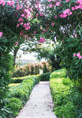 Natural blooming arch over the path in the garden.
