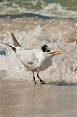 Royal Tern at seashore of the Gulf of Mexico