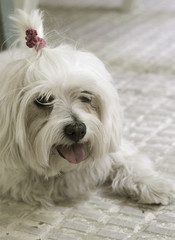 Bichon Maltese. Small white dog.