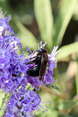 Schmetterlingsfliederblüten mit schwarzer Biene