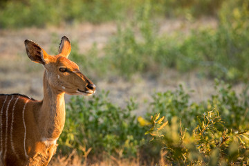 Female Kudu in the Kruger National Park, South Africa.