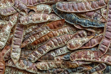 Background from legumes of Robinia pseudoacacia. False acacia. Black locust.