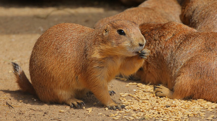 prairie dog